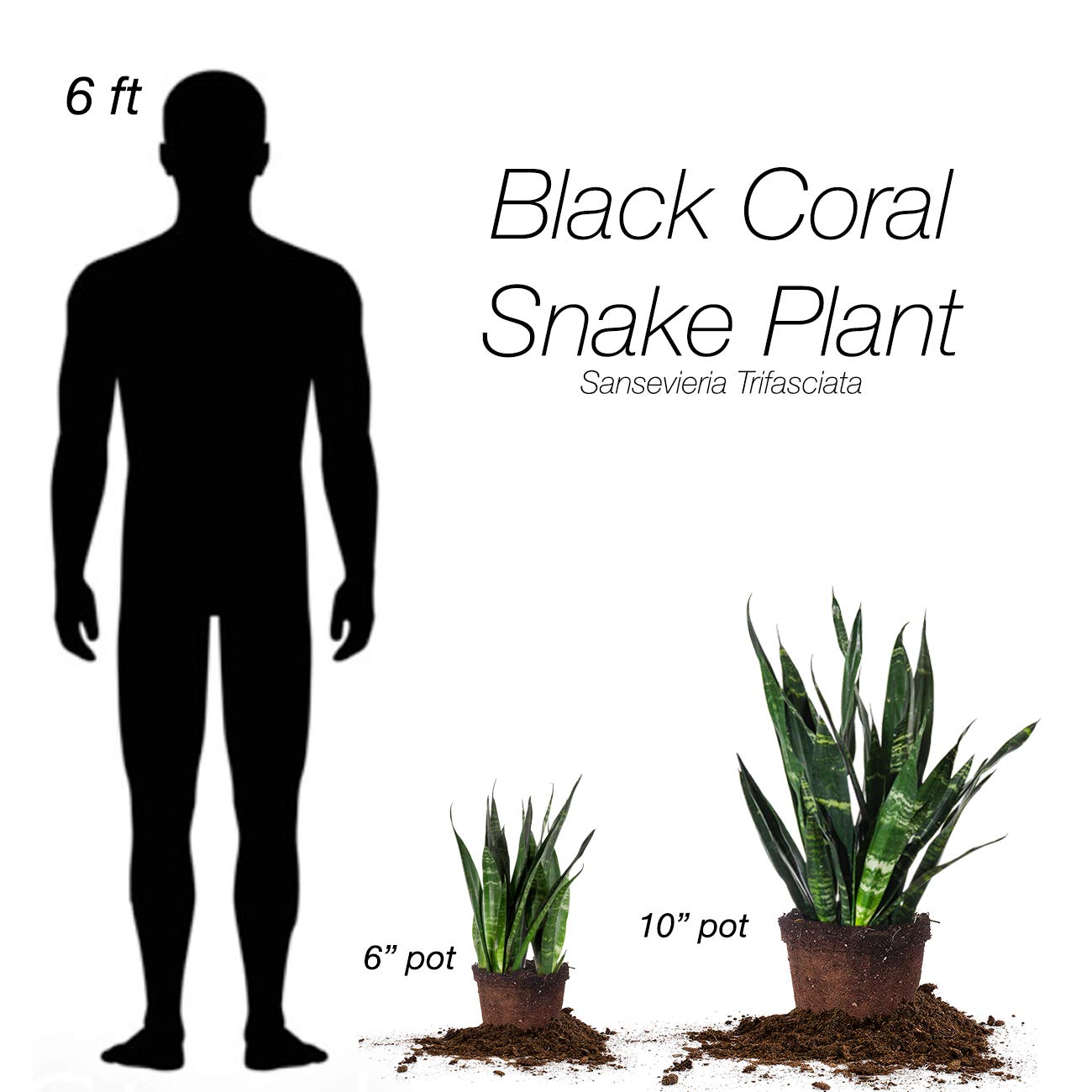 Perfect Plants Black Coral Snake Plant | Easy Care | Thrives in Low to Bright Light, Air Purifying 6in. Grower's Pot
