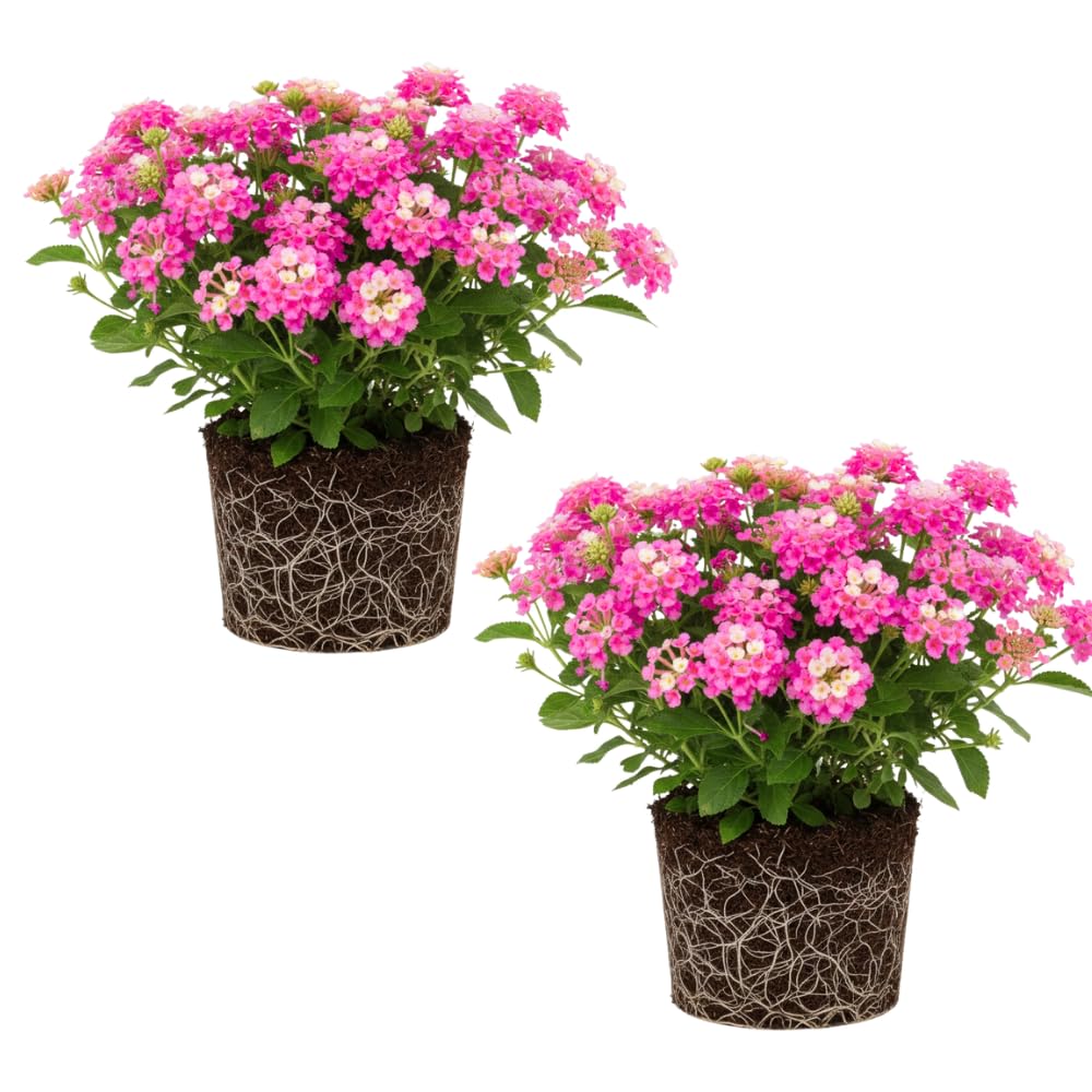 Set of 2 Lantana Plants Live, Trailing Lantana Plant, 4 to 6 Inch Tall for Planting Outdoors (Rose)