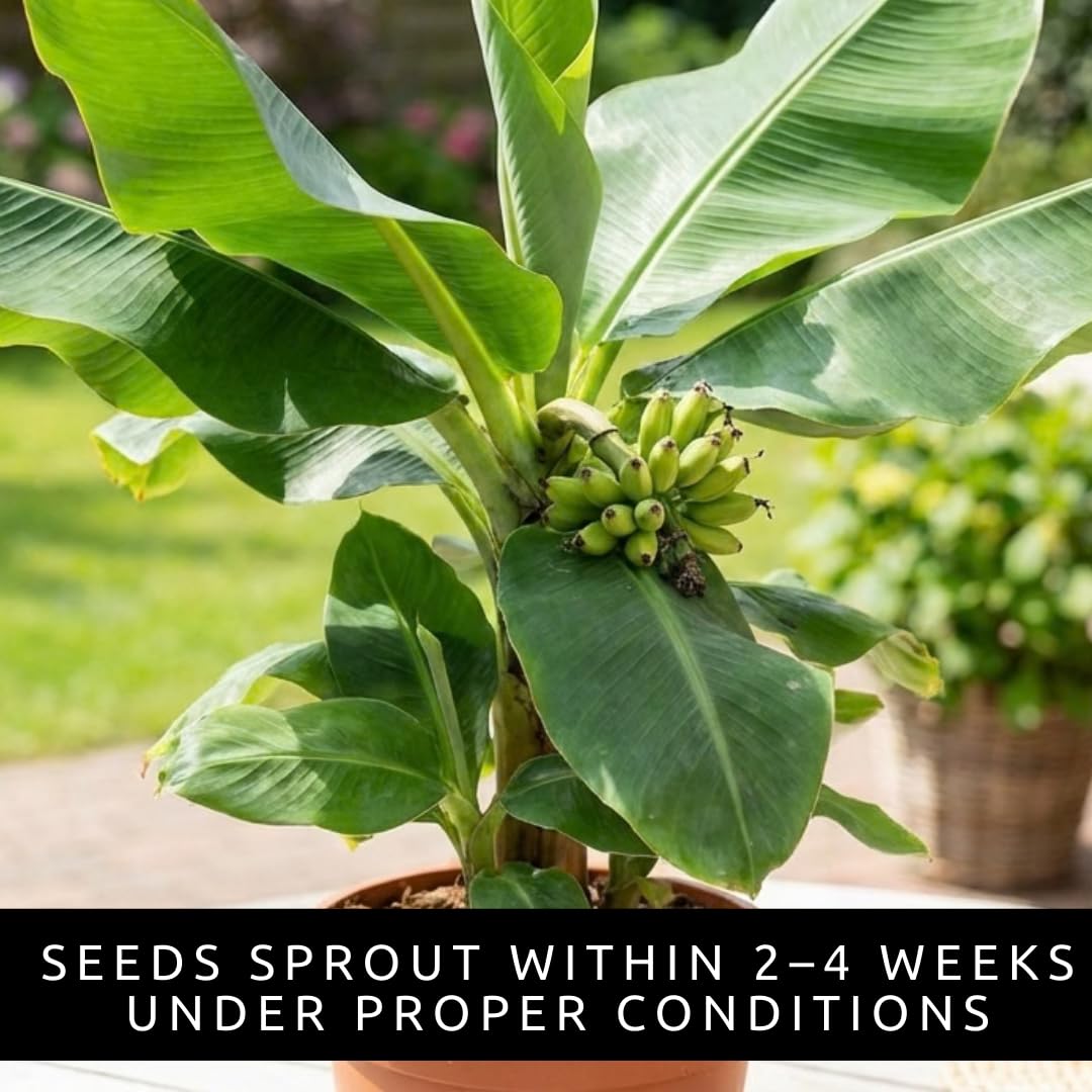 Dwarf Banana Seeds for Planting – Great for Bonsai - Non-GMO Banana Tree Seeds – Tropical Fruit Seeds for Indoor & Outdoor Growing – Grow Your Own Banana Plant (30 Seeds)