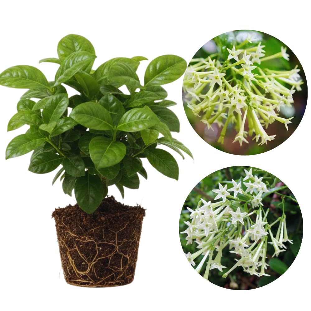 2 Jasmine Plants Live, Fragrant White Jasmine Live Plants, Fast Growing Flower Plants for Outdoor Garden, 5-7'' (Night Blooming Jasmine)