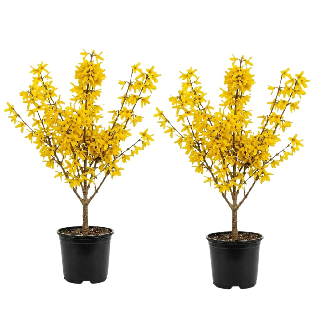 2 Forsythia Plant Live, 4 Inch Pot Lynwood Gold Forsythia Bush, Hardy, Low Maintenance, Bell Yellow Flowering Shrub, Ideal for Garden Décor & Outdoor Spaces