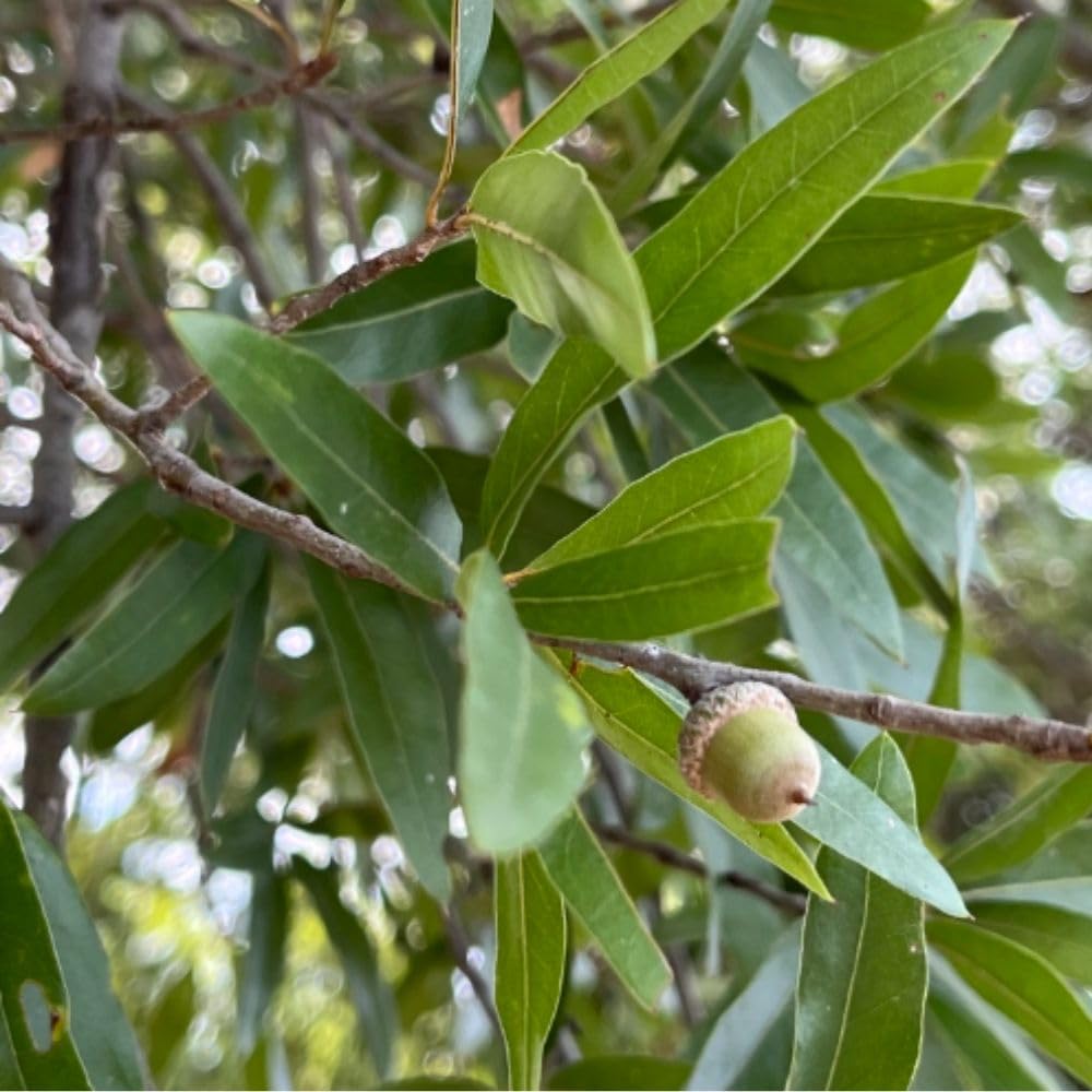 2 Live Willow Oak Plant, Willow Oak Shades Plant Live 6-10 Inches Tall, Oak Trees for Planting Outdoor Garden