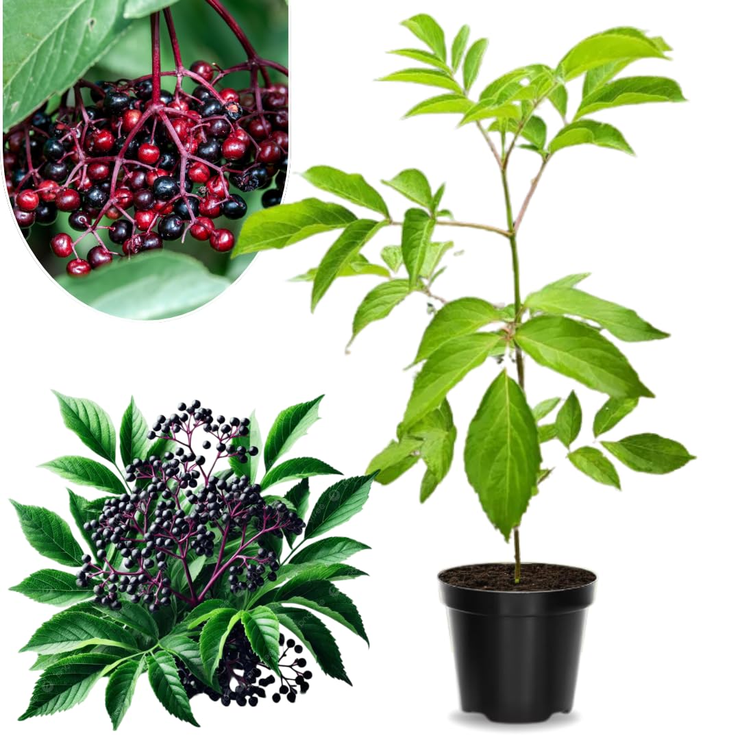 2 Black Elderberry Plants Live for Planting, 1 Year Old Well-Rooted Tree, Dormant, Cold Hardy, Elderberry Bushes, 6-12 Inches in Tall