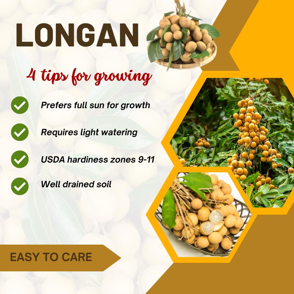 Longan Tree Live Plant in 4 Inches Pot, Longan Seedlings from 6 to 8 Inches Tall, Sweet Fruit Tree for Edible Garden