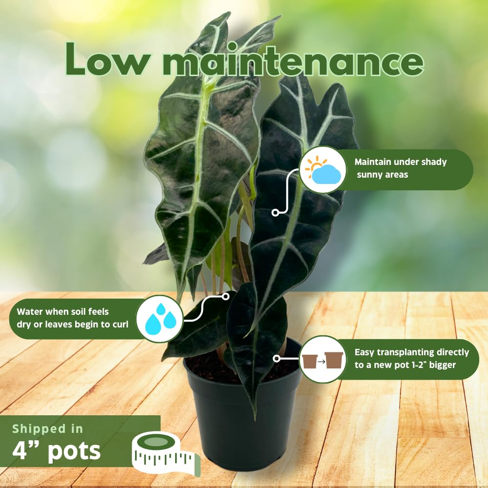 BubbleBlooms Jewel Alocasia Assortment, 3 Different Alocasias in 4 inch pots Grower's Choice