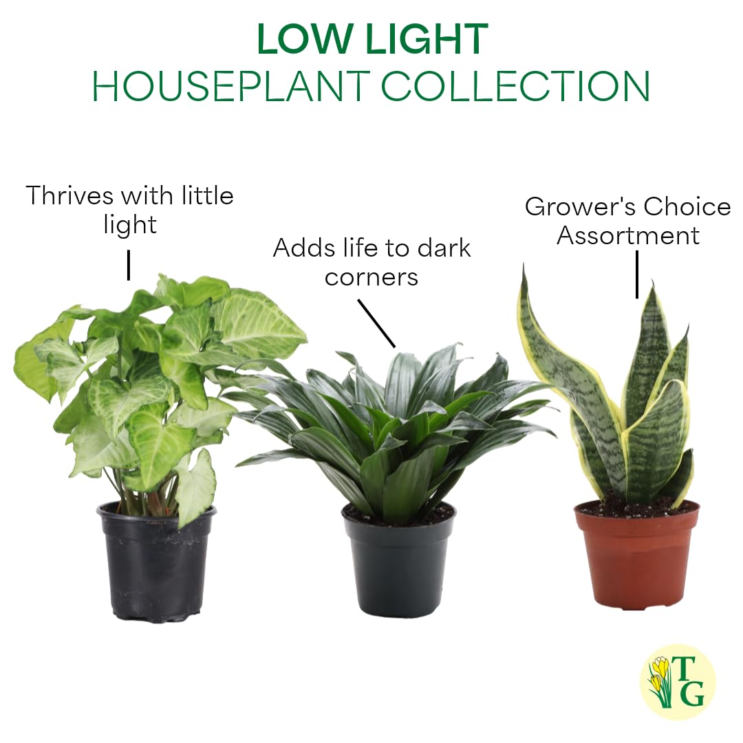 Thorsen's Greenhouse Live Low Light Houseplants (3 Pack), Easy to Grow Indoor Plants, Grower's Choice Bundle, 4-inch Diameter Established Plants, Nursery Pot (3-Pack)