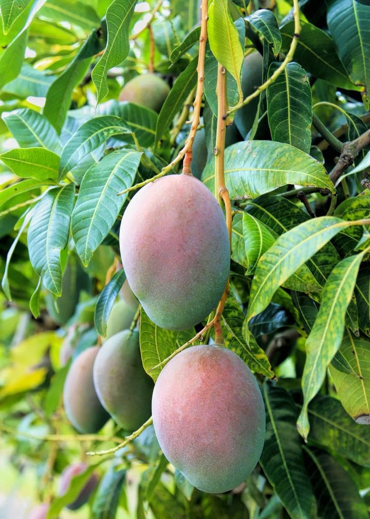 Pineapple Mango Tree – 8–12 in Live Tropical Fruit Tree Seedling (Mangifera Indica) | Naturally Grown from Seed | Sweet, Pineapple-Flavored Mango Variety | Live Plant for Home Garden or Patio