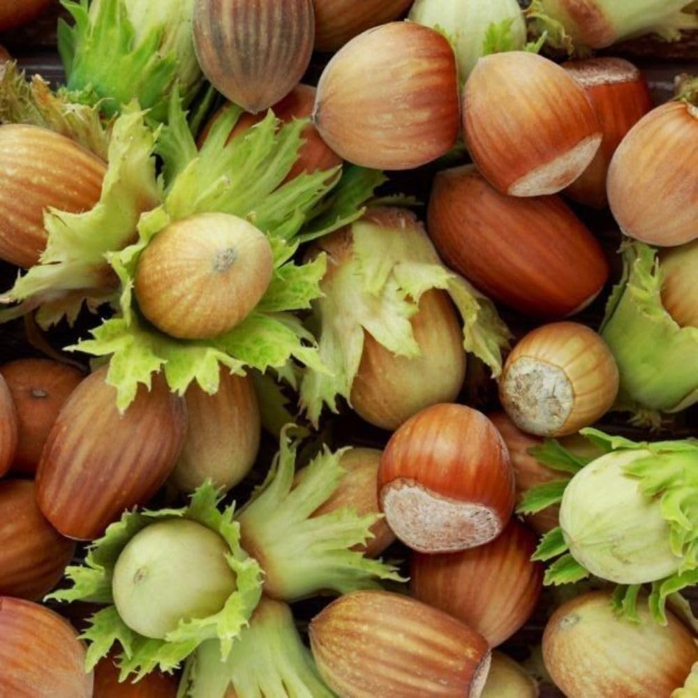 Live American Hazelnut Tree Plant in 3 Gallon Pot, Hazelnut Plant Live 2-3ft Tall, Hardy Nut Tree for Planting Outdoor Garden, No Ship to CA