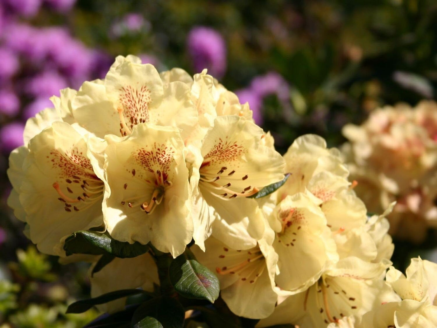 Live Plant - GOLDPRINZ RhododendronWell Rooted Starter Plant