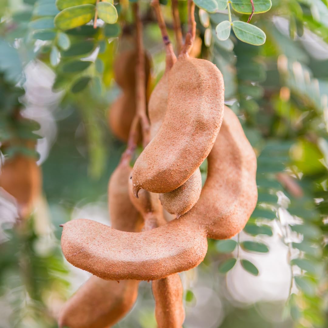 Live Tamarind Tree Plant, Edible Tropical Fruit Tree, Tamarind Fruit Plant, 7-12 Inches Tall for Outdoor Planting