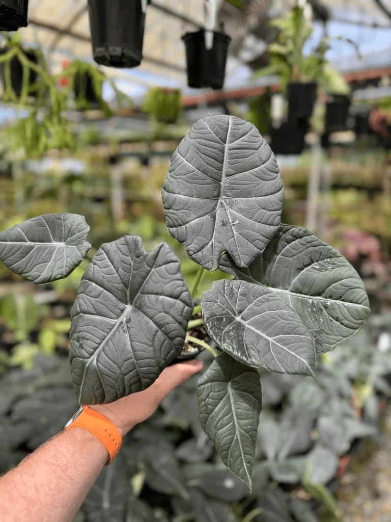 Alocasia Maharani (Grey Dragon) 5-9" Live Plant - Rare Jewel Alocasia with Thick Textured Foliage - Compact Indoor Houseplant - Exotic Living Decor