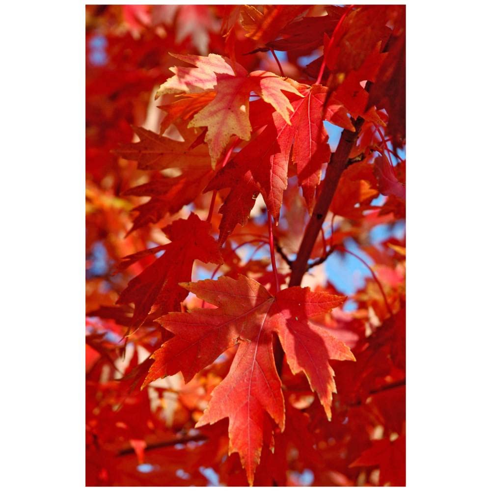 Autumn Blaze Maple Tree - 1 Gallon, Established Roots Potted - Acer x Freemanii, Fast Growing Tree, Fall Colors