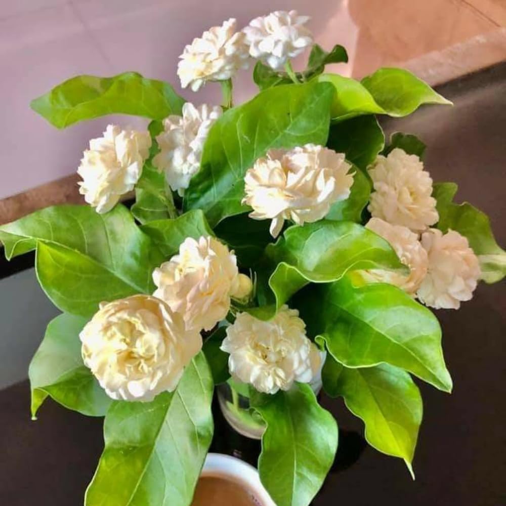 3 Jasmine Plants Live, Mix Jasmine Flower Plants Live Between 5 and 7Inc Long Outdoor Planting Indoor Fragrant Flowers, Easy to Plant