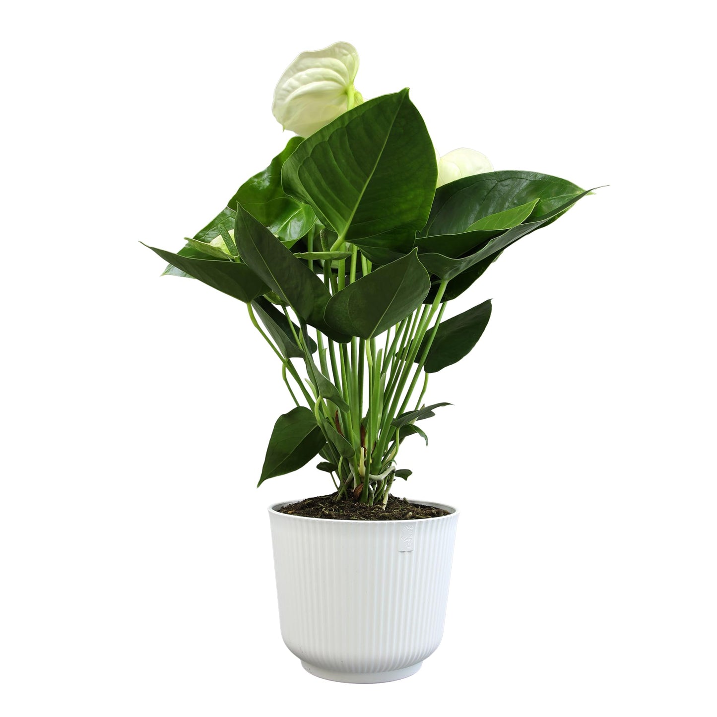 White Anthurium Live Sympathy Plant (Approx 18-21" Tall), Easy to Grow Flowering Houseplant in 6" White Decor Pot by Plants for Pets