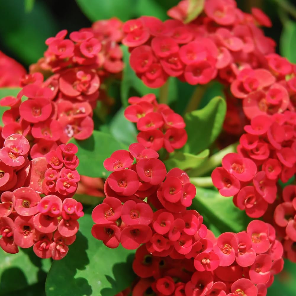 Red Crown of Thorns Plant Live, Euphorbia Milii Plant Live Potted 4 Inc, Cactus Plants Live Houseplants