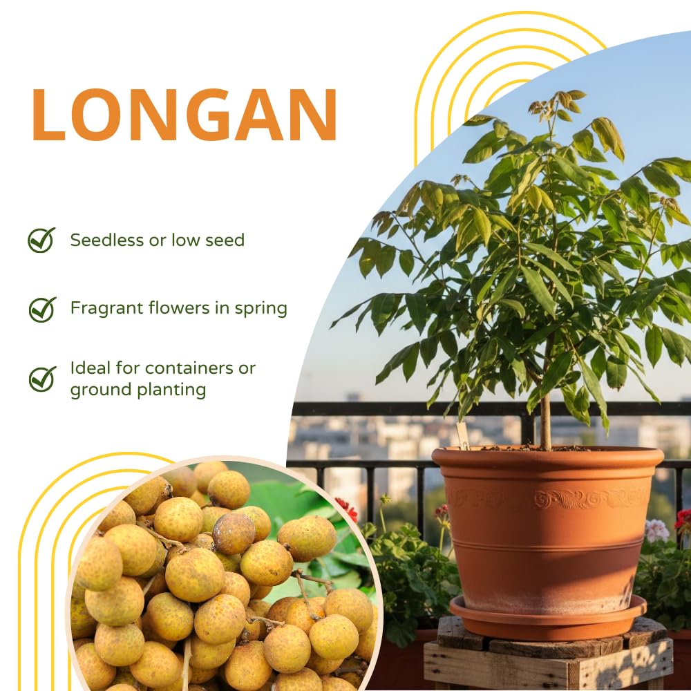 Longan Tree Live Plant, Longan Plant Live, Well Rooted in 4 Inches Pot, 6 to 8 Inches Tall, Sweet Fruit for Indoor Outdoor Growing
