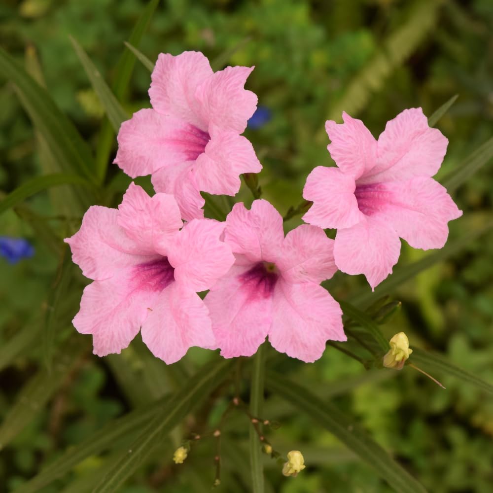 Mexican Petunia Live Plants, Pink Ruellia Brittoniana, Perennial Plugs, Pack of 5
