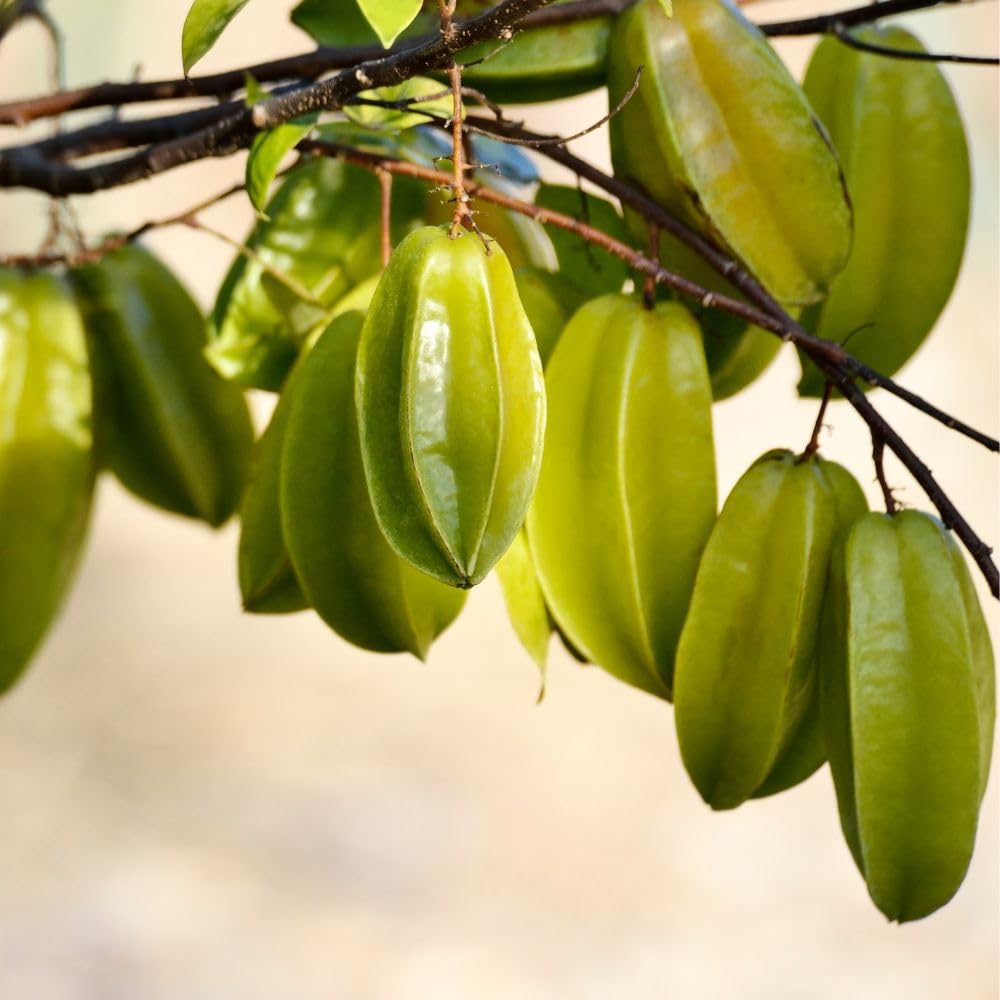 Grafted Starfruit Tree Live 3 Gallon Pot, Tropical Starfruit Fruit Plant 2-3ft Tall, Sweet Star-Shaped Fruit Tree for Planting, No Ship to CA