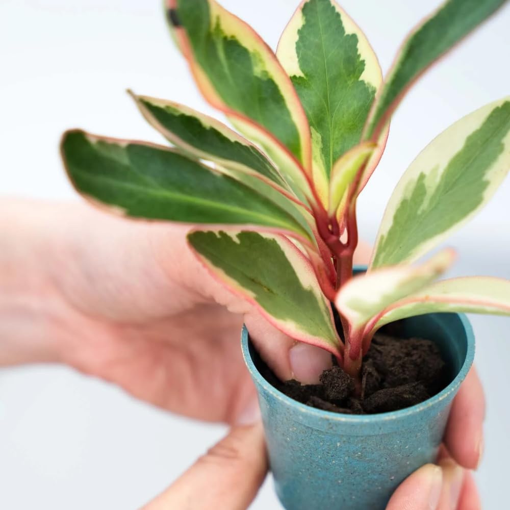 Peperomia Rainbow Plant Live, Variegated Foliage Indoor Houseplant, 4-7 Inches in Height, 3.5 Inch Pot for Planting