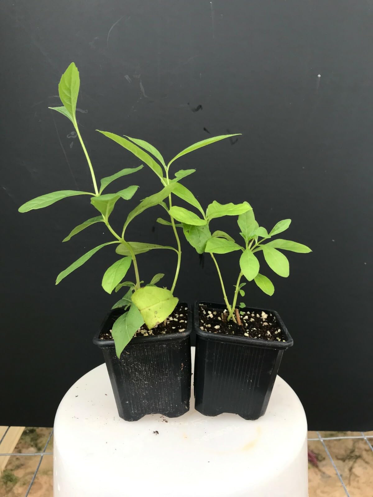 Live Plant - Blue Butterfly Bush AKA Blue Wings Rooted Starter Plant Clerodendrum Ugandense