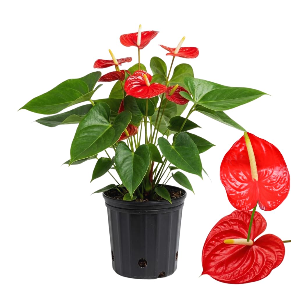 Red Anthurium Plant Live, Anthurium Flower Tree, 6'' Pot, Houseplant Live Plant for Home Decoration, No Ship to CA