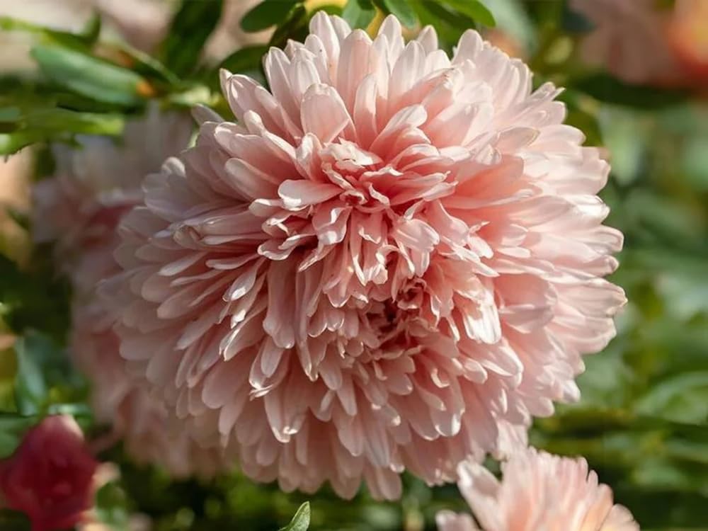 50+ King Size Apricot Aster Seeds Paeony Duchess Apricot Aster Flowers Garden Planting