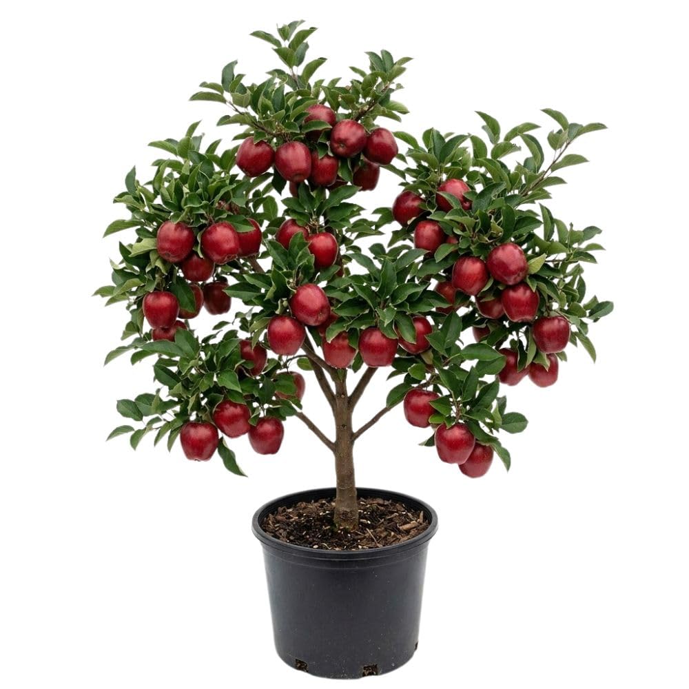 Red Apple Trees Live Plants 3-4 Feet Tall, Sweet Apple Fruit Plants Live 3 Gallon Pot, Hardy Fruit Trees for Planting, No Ship to CA