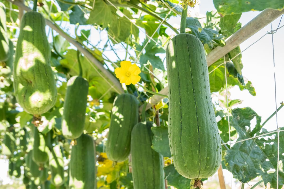 Luffa Gourd Plant, Loofah Plant Live in 4 Inc Pot, 4 Luffa Plants Live, 4 to 7 Inc Tall Seedling, Luffa Live Plant Indoor Outdoor, Ornaments Perennial Garden to Grow