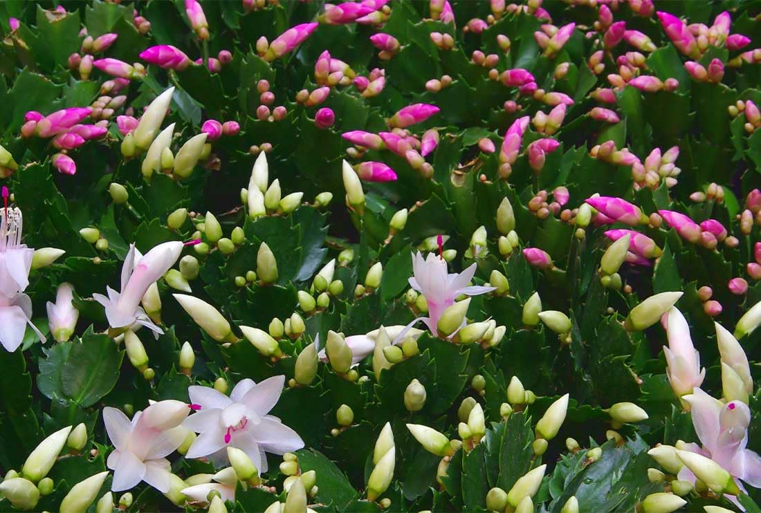American Plant Exchange Live Christmas Cactus 3-Pack – 4-Inch Pot Cover – Easy Care Flowering Succulents with Festive Blooms for Holiday Home Décor, Kitchens, Offices & Indoor Winter Displays