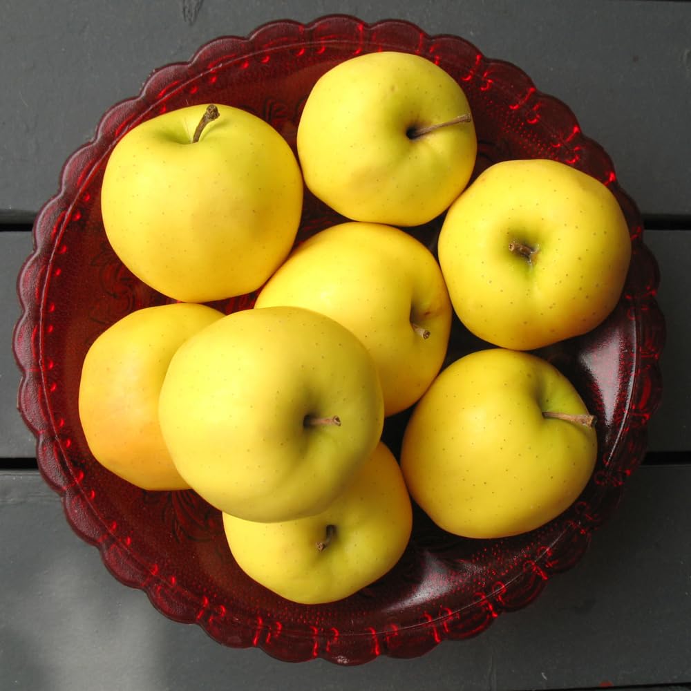 Golden Delicious Apple Trees Live Plants, Apple Tree, Well Rooted, 3 Feet, 3 Gallon Pot, Sweet Fruit Tree for Edible Garden, No Ship to CA
