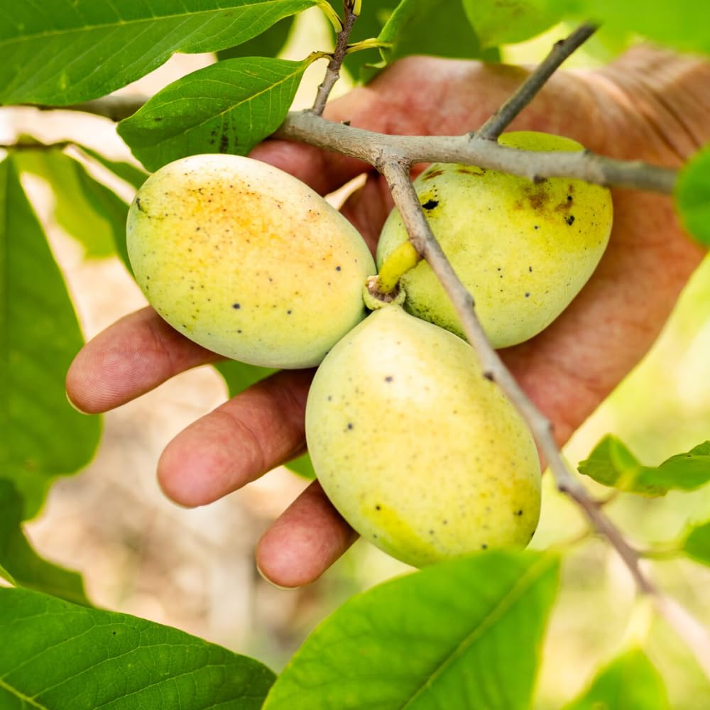 Pack 2 Paw Paw Trees Live Plants, Potted Pawpaw Seedling Plants, 1 Year Old Well Rooted, Common Pawpaw Asimina Triloba, No Leaf in Winter
