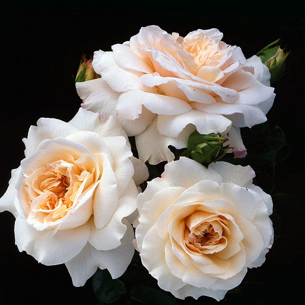 Heirloom Roses Rose Plant - Penny Lane™ Apricot Rose Bush, English Legend Live Plant for Planting Outdoors