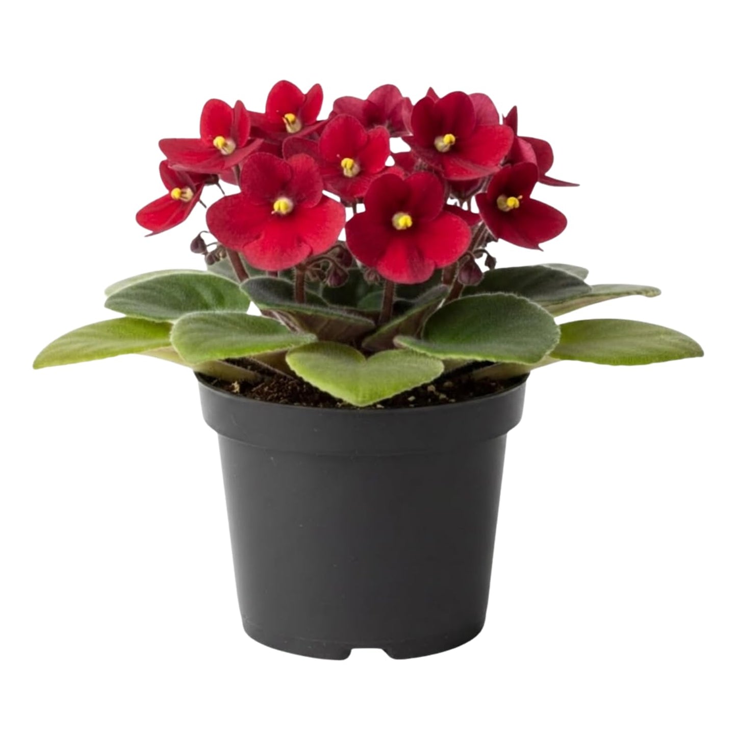 African Violet Plant, Live African Violet Flowers in 4'' Pot, Low-Maintenance Indoor Flowering Plant with Vibrant Blooms (Red Blooms)