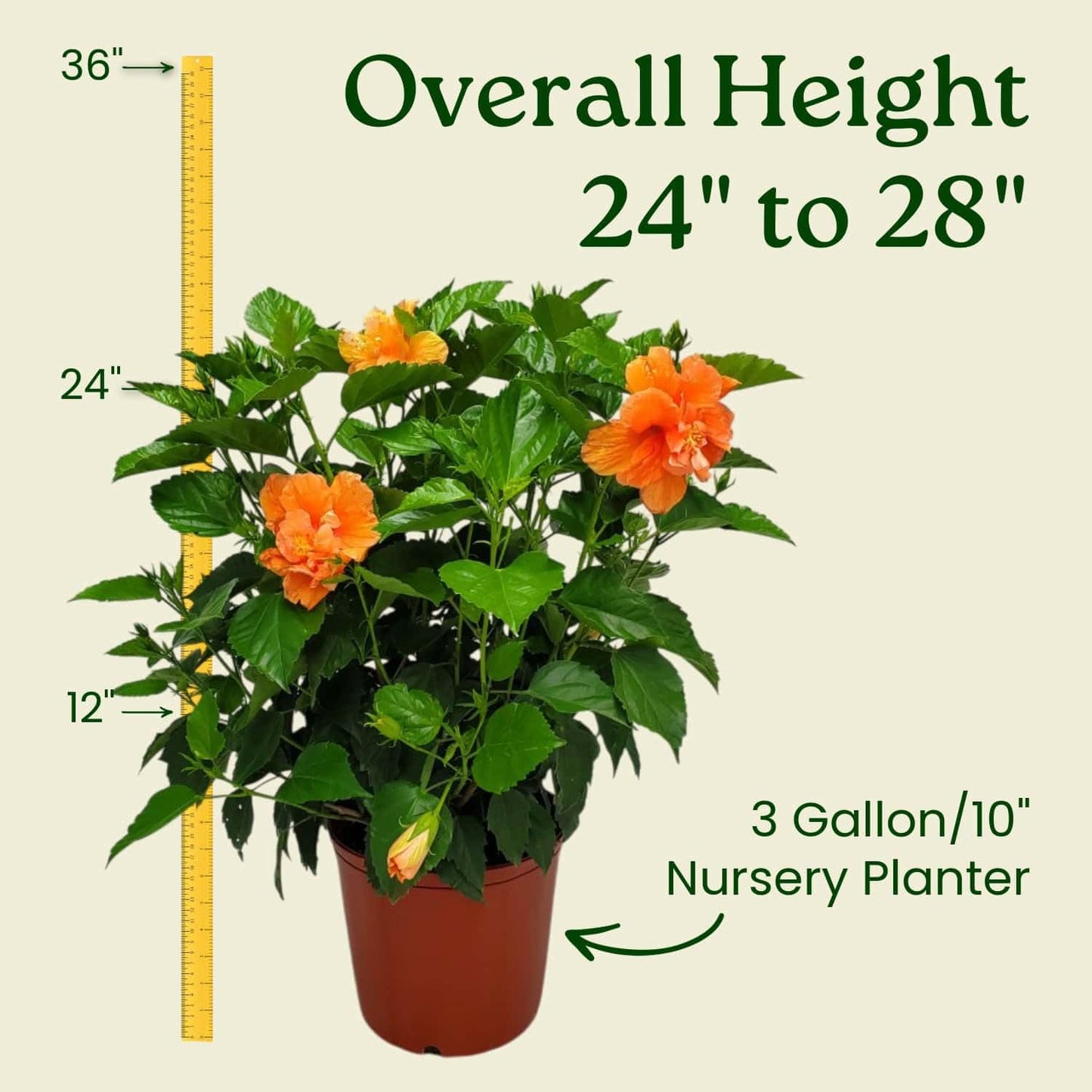 Hibiscus Bush - Double Peach Flowering Plant Live - Overall Height 26" to 28" - Tropical Plants of Florida (Plant Only)