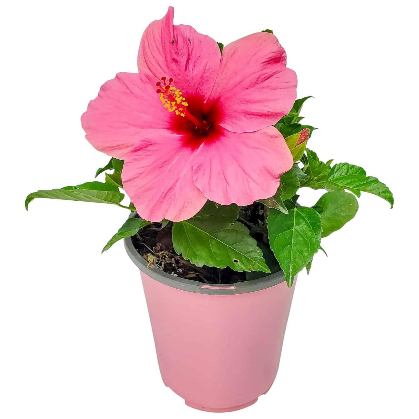 Tropical Plants of Florida - Pink Yoder Dwarf Hibiscus Bush - Flowering Plant Live - 10" to 12" Overall Height - 1 Gallon Planter (Plant Only)