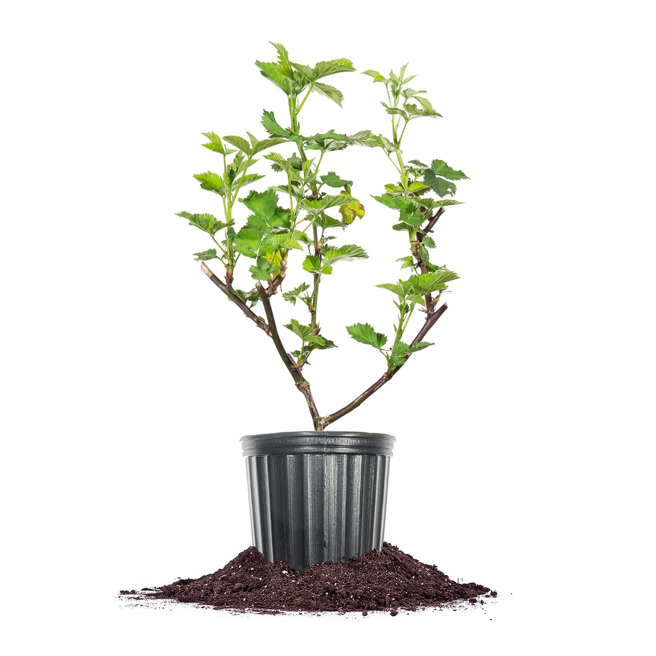 Perfect Plants Triple Crown BlackBerry Bush 1 Gallon | Live Vining Fruit for Outdoor Planting | Large Fruits for Home Gardens | Dark Purple Berries are Sweet & Healthy