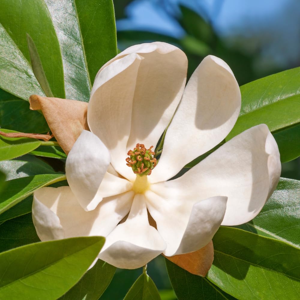 Magnolia Plant Live 6 to 12 Inches Tall, in 2.5 Inches Pot, Magnolia Tree Live Plant, Fragrant Magnolia Flowers (Sweetbay Magnolia)
