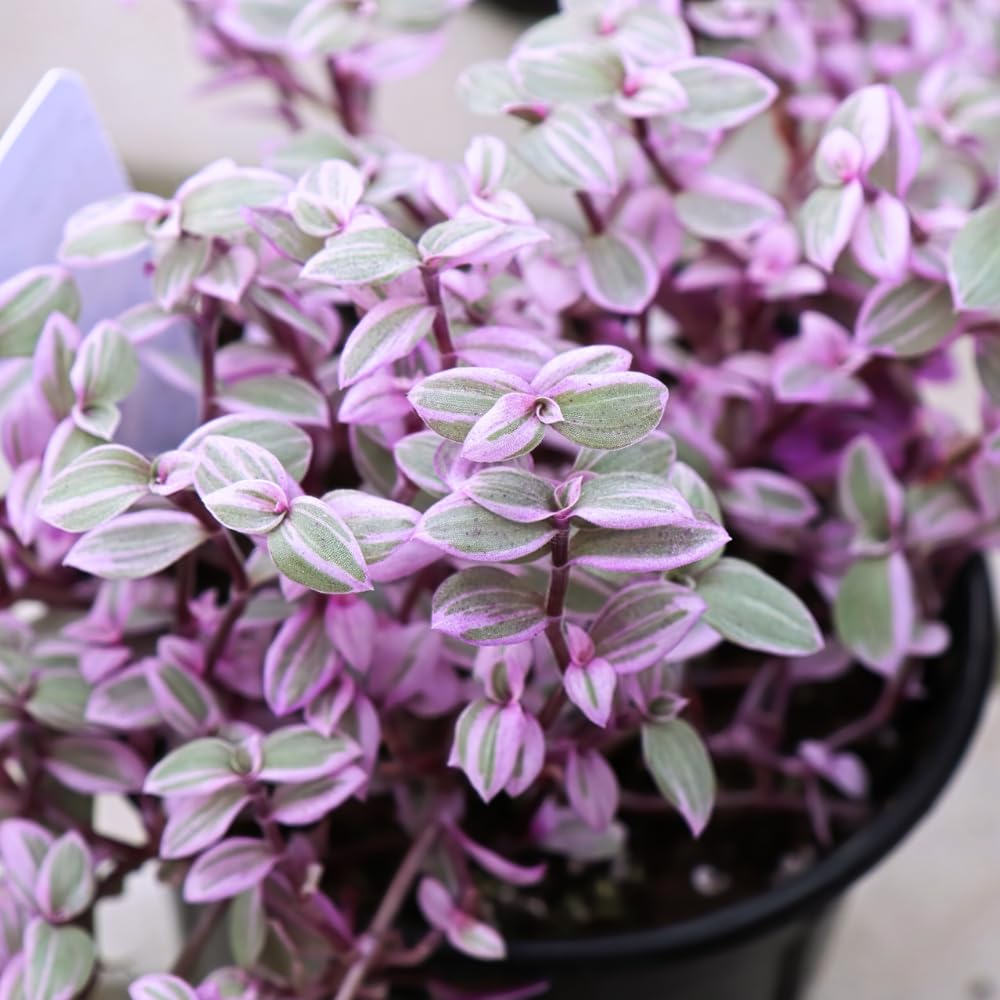 Pink Lady Callisia Repens Plant Live, Callisia Repens Succulent Plants, Pink Turtle Vine Indoor Houseplant, 4 Inch Pot