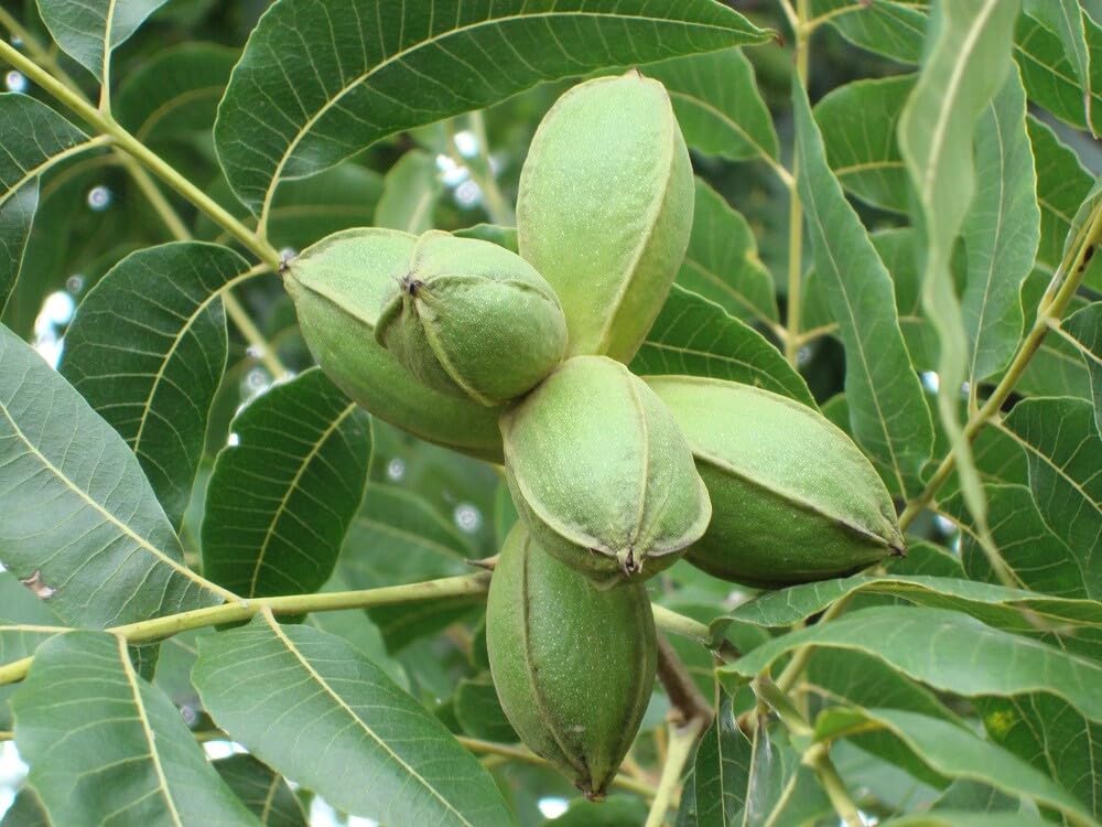 Live Plant - 2 Hardy Pecan Trees - 18-24" Tall Seedlings - Live Plants - Carya illinoinensis