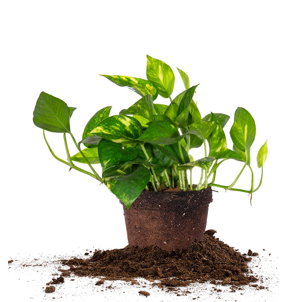 Perfect Plants Golden Pothos in 6 in. Grower's Pot | Epipremnum aureum Devil's Ivy | Easy Care Houseplant | Perfect for Low to Moderate Light Conditions | Air Purifying