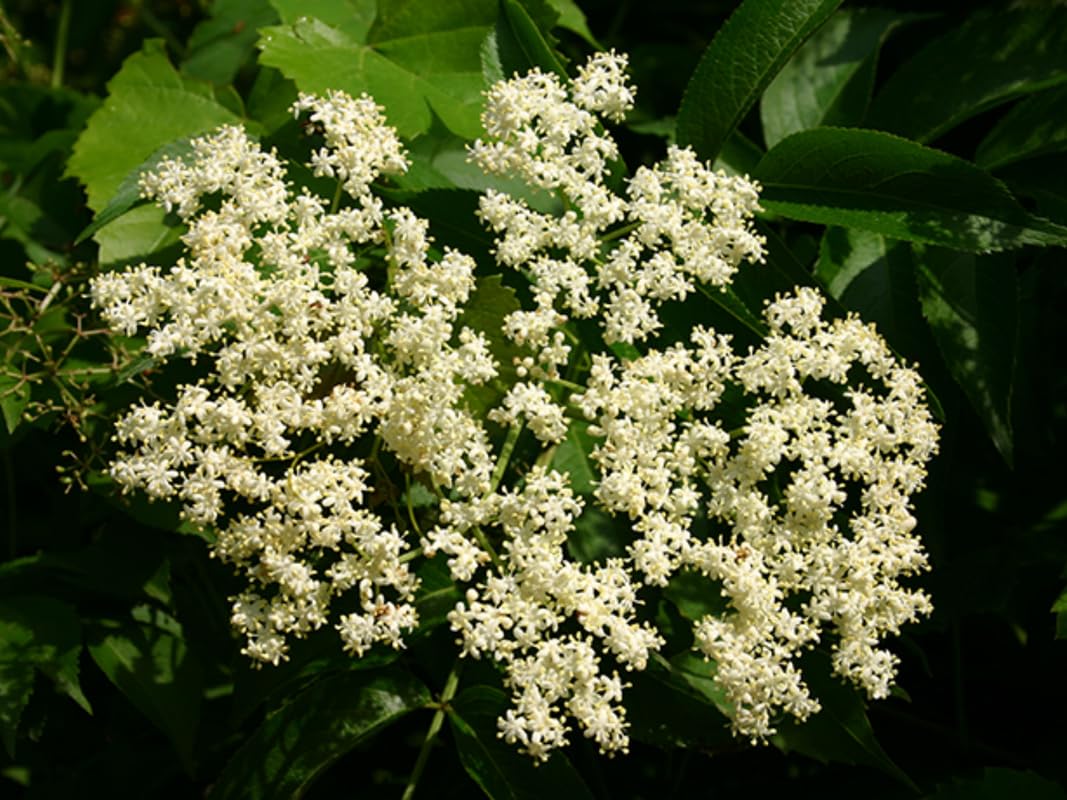 Set 3 American Elderberry Trees Live Plants for Planting, Black Elderberry Bush Live Plants, Sweet Elderberry Plants Live, Sambucus Canadensis Elderberries Fruit Trees 6 to 12 Inch Tall Bareroots