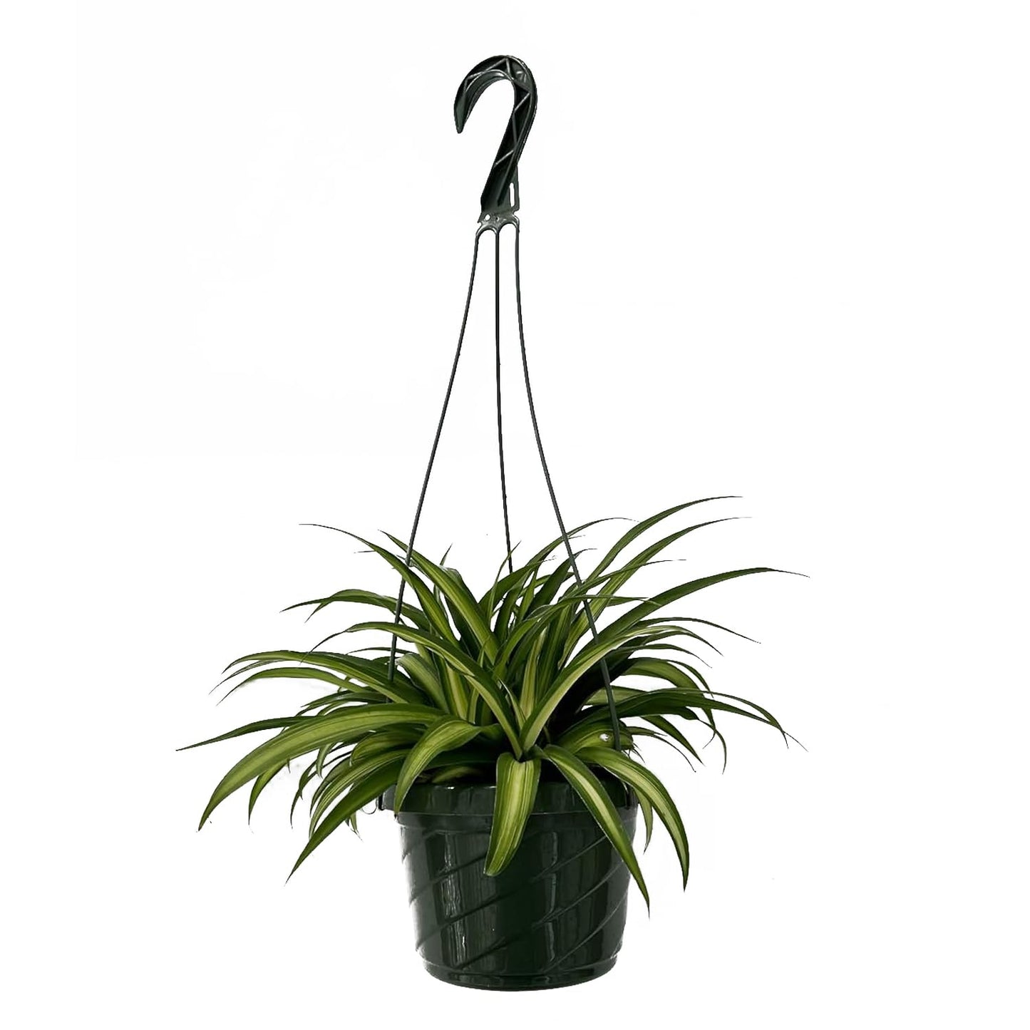 Live Hawaiin Spider Plant in Hanging Basket - Chlorophytum Comosum for Garden Home & Office Decor - Easy to Grow Air Purifying Houseplants Striped Foliage - Low Maintenance (1)