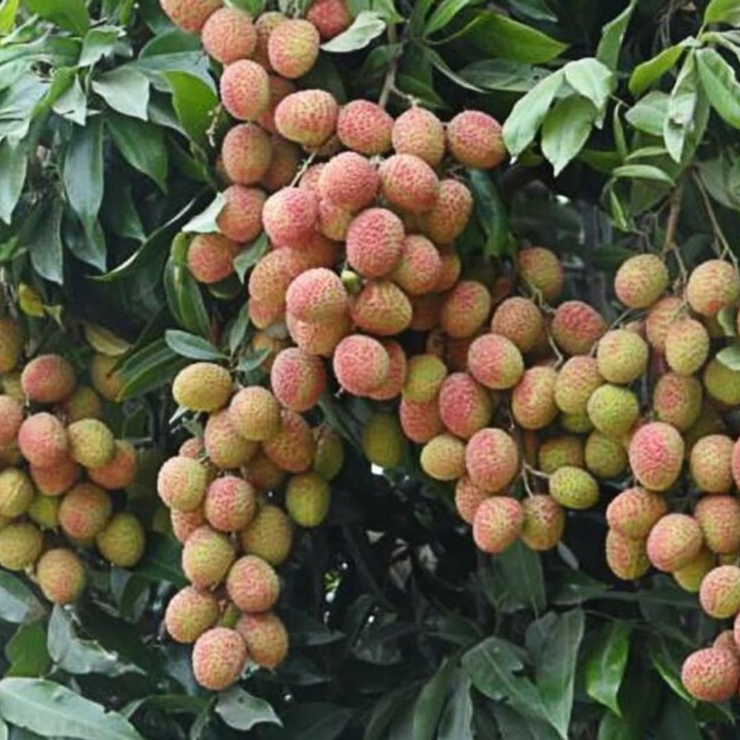 Lychee Fruit Tree Plant, Half Gallon Pot, Lychee Plant Live Sweet Fruit Plant, 10 to 11 Inc Tall