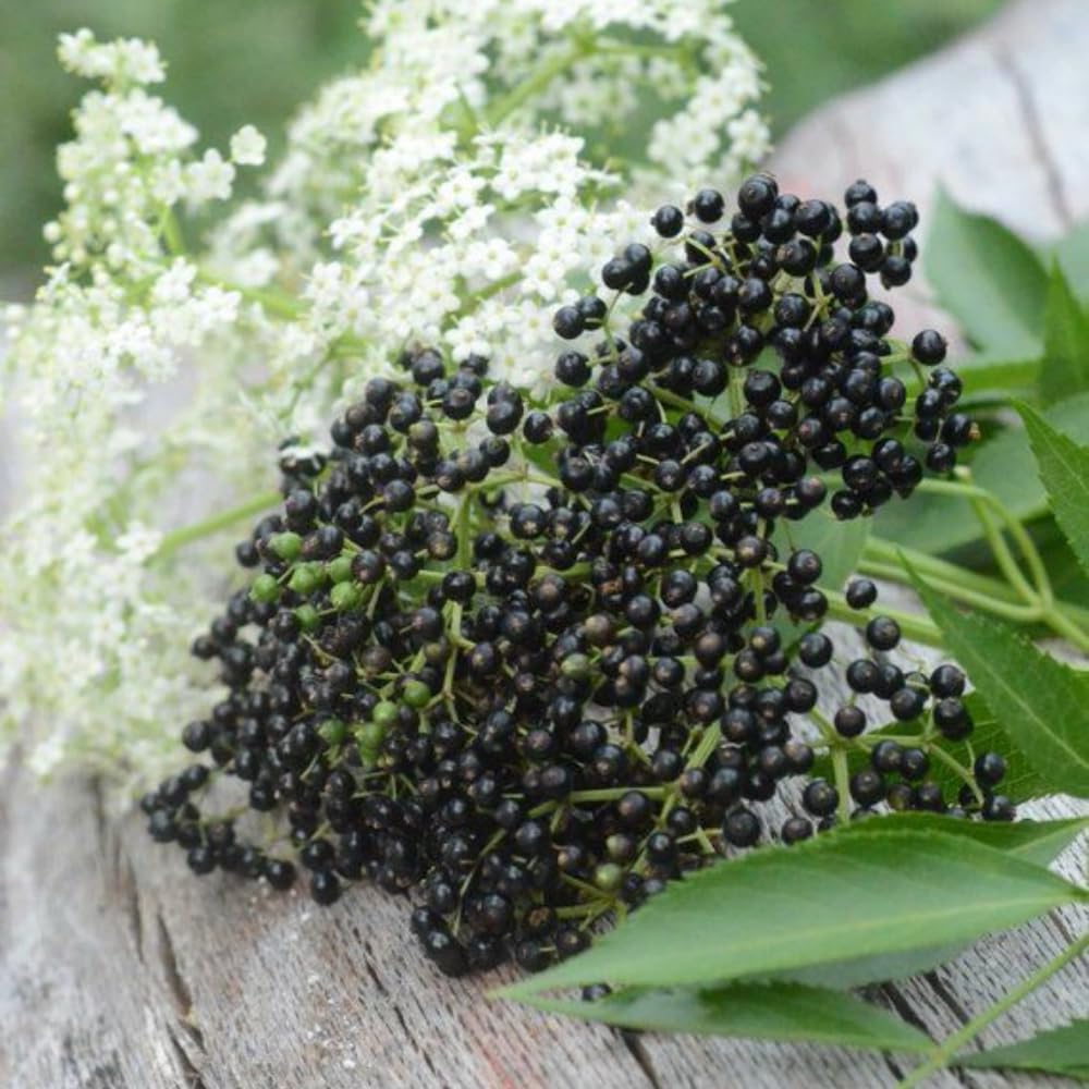 Black Elderberry Tree Live Plant, Hardy Berry Producing Shrub, Landscaping and Backyard Gardens, 4-7 Inches Tall