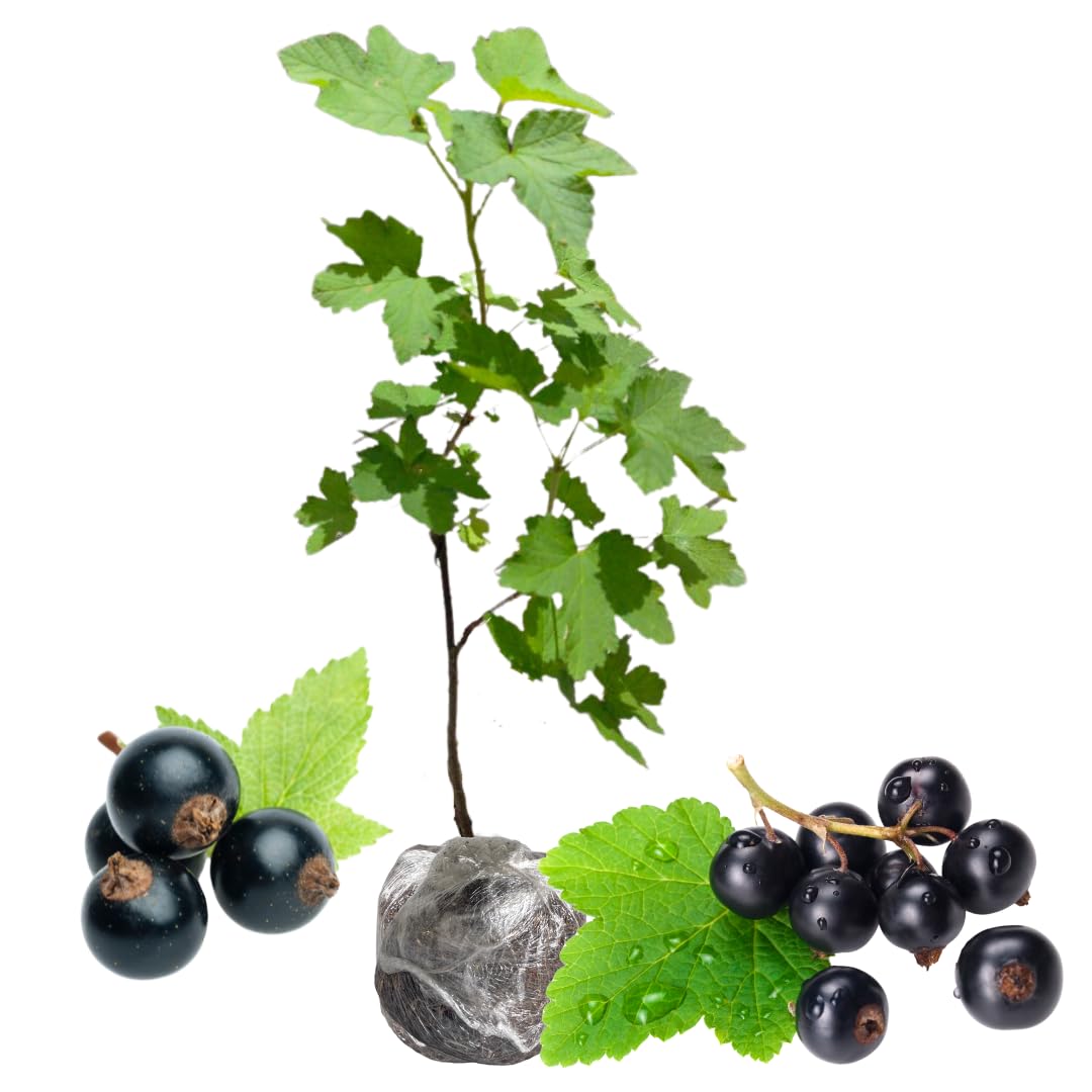 Consort Currant Plant Live Well Rooted 5-9 Inch Tall, Black Currant Bush Live Plant, Currant Berries