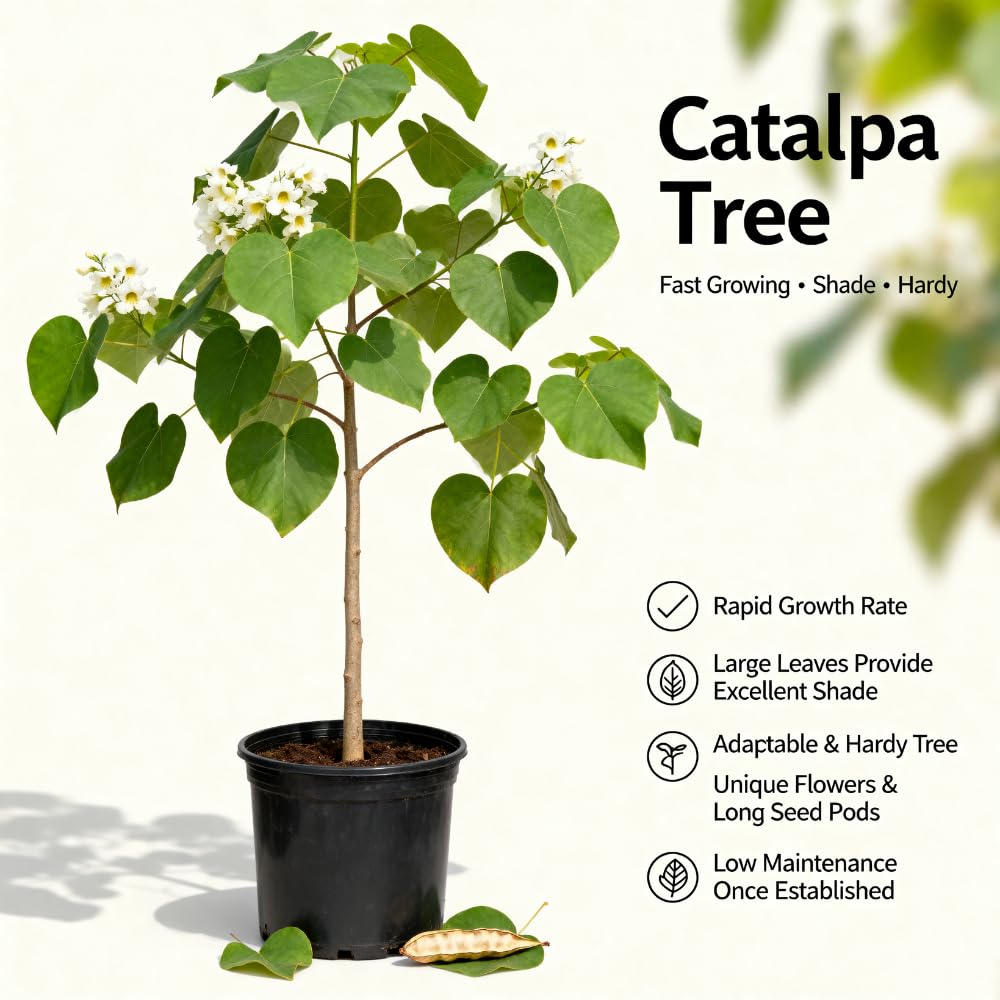 10 Catalpa Tree Plant Live – Catalpa Native Seedlings 1–2 Feet Tall | Easy to Grow Outdoor Trees for Backyard Shade & Wildlife Habitat | Dormant Plant
