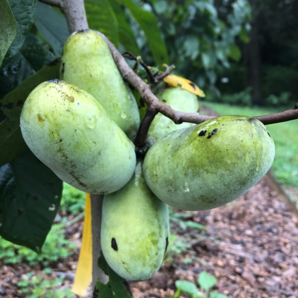 American Pawpaw Tree Live Plant, 1 Year Old Seedling Bare Root, Hardy Asimina Triloba Paw Paw Plant, 6 to 15 Inc Tall