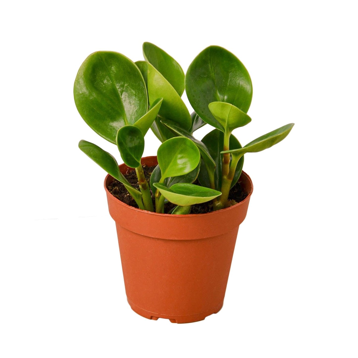 Peperomia Thailand | Live Plant for Indoor & Outdoor | for Living Room, Office, Bathroom | (3" Pot)