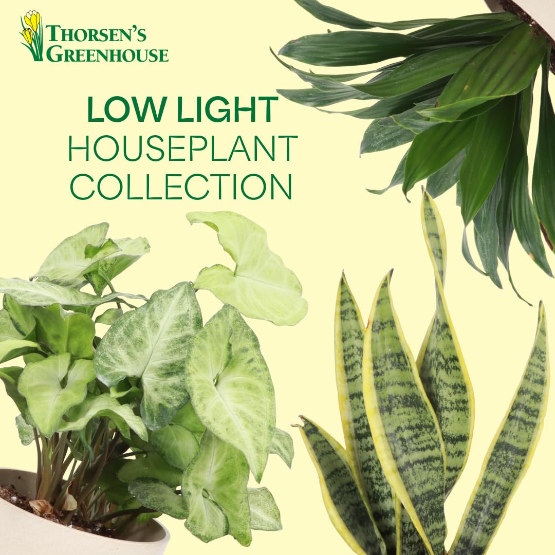 Thorsen's Greenhouse Live Low Light Houseplants (3 Pack), Easy to Grow Indoor Plants, Grower's Choice Bundle, 4-inch Diameter Established Plants, Nursery Pot (3-Pack)