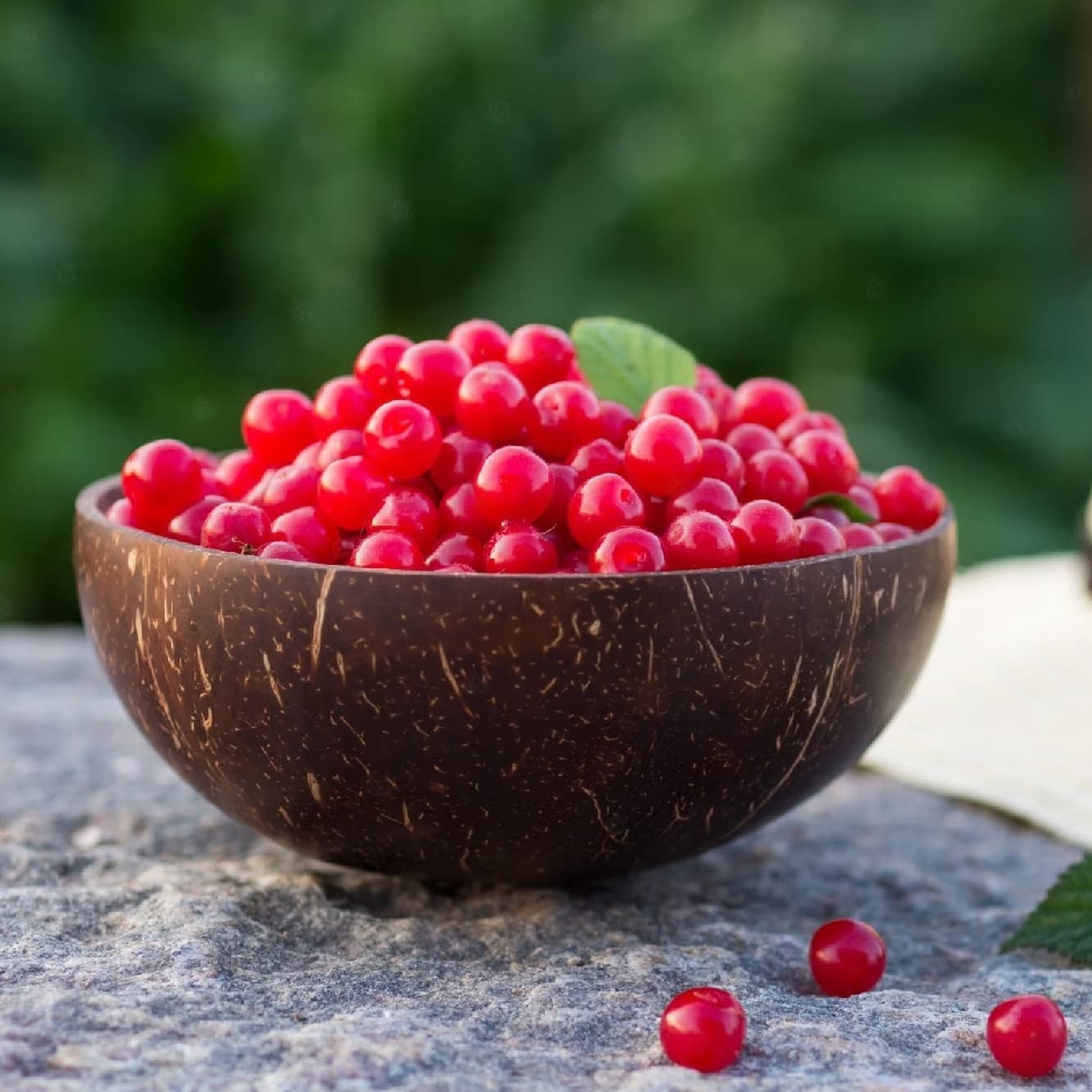Nanking Cherry Quart Pot Root Start Plant - Perennial, Early Fruiting Nanking Cherry Root Start | Versatile, Easy-to-Grow Fruit Tree (1 Pack)